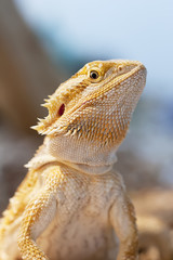 Bearded dragon in vivarium shot in portrait