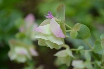 オレガノケントビューティーの花