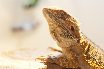 Bearded dragon in vivarium shot in landscape