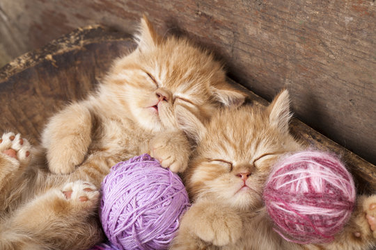kittens   sleeping