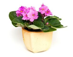 pink violet flower in pot