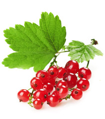 red currant