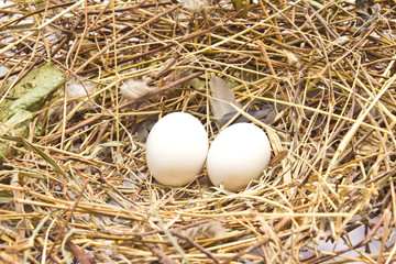 Nest with two eggs isolated on a white background