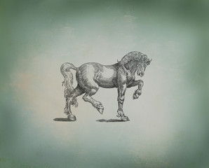 Horse illustration