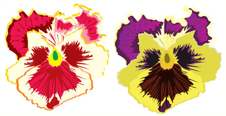 Vector flower pansy