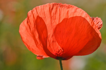 Klatschmohn