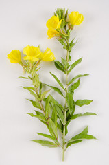 Oenothera biennis / Onagre bisannuelle