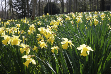 Obraz premium Wild daffodils in English woodland