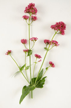Centranthus ruber / Centranthe rouge