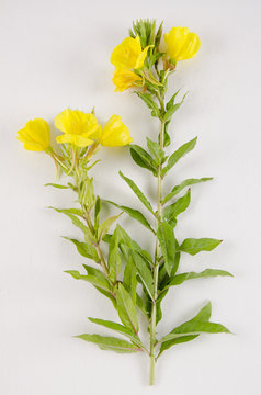 Oenothera biennis / Onagre bisannuelle