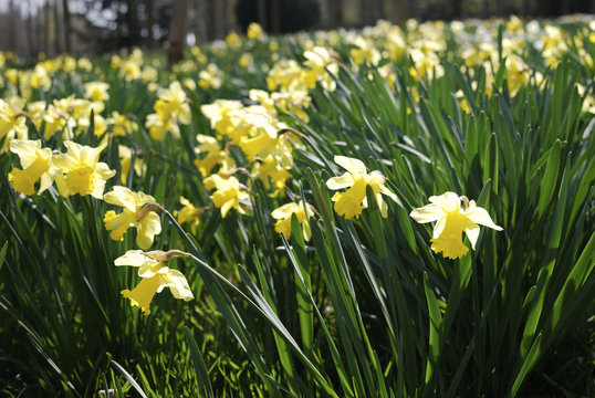 Wild daffodils in English woodland