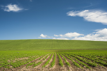 Fields in the end of spring