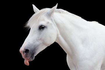 Fototapeta na wymiar Arabian stallion on a black background