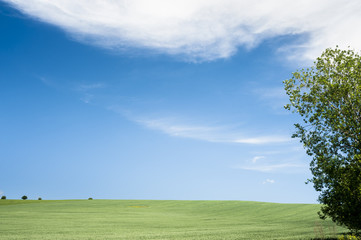 Horizon with round cloud and tree