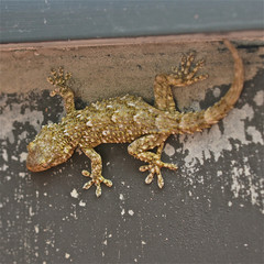Geco