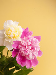 Peonies