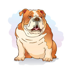 Illustration of english bulldog