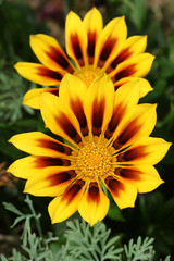 Gazania