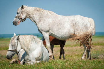 Obraz na płótnie Canvas Horse in meadow