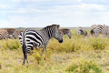 Zebras