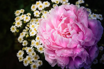 Pink peony and chrysanthemum flowers