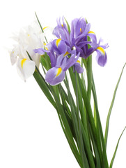 Fototapeta premium Beautiful bright irises isolated on white