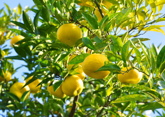 Yellow mandarins on the branch on a sunny day