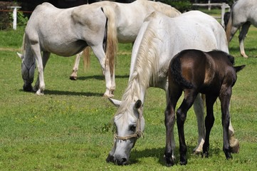 Naklejka na ściany i meble Mare and foal on the horse farm