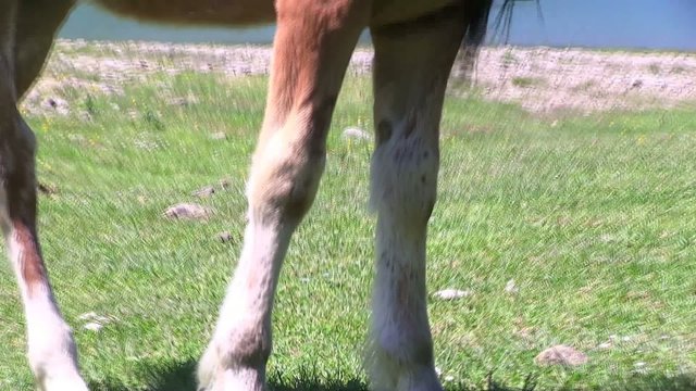 puledro libero con mamma