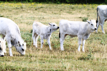 Obraz premium gray cattle