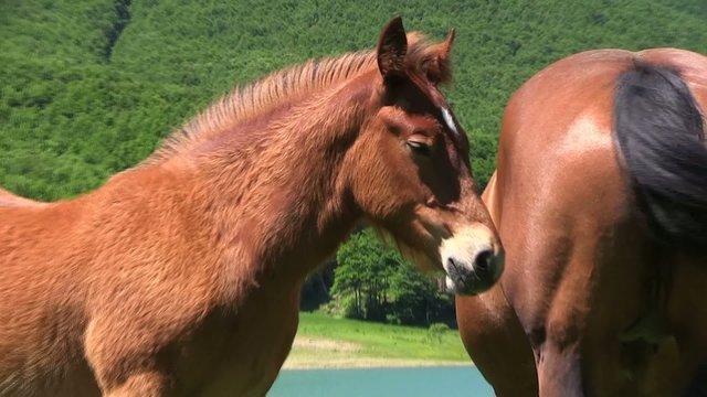 puledro libero con mamma