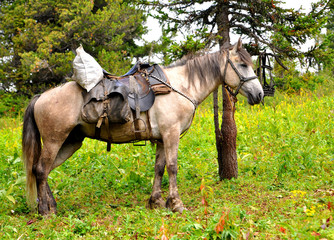 Horse at Altai mountains in summer
