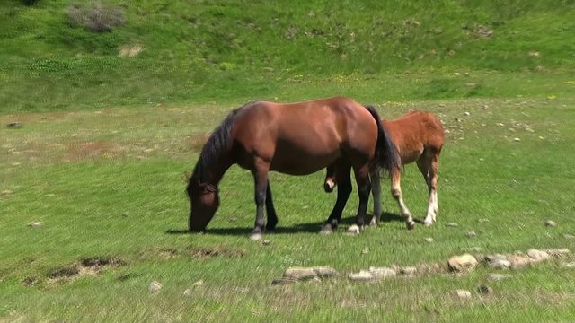 puledro libero con mamma