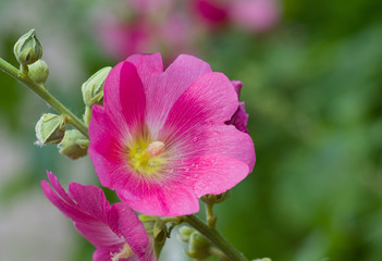 Fototapeta na wymiar Inflorescence of Malva flower at start of flowering time..