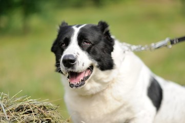 Asian Shepherd dog