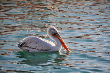 The male of a curly pelican having lowered a beak in water