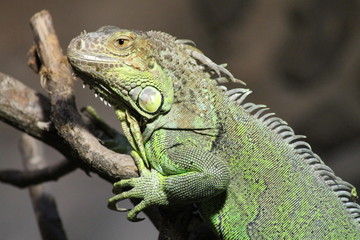 Ein grüner Leguan