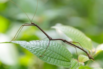 tropical stick insect © Stéphane Bidouze
