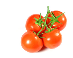 Tomatoes on branch isolated on white