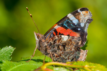 red admiral perched with closed wings