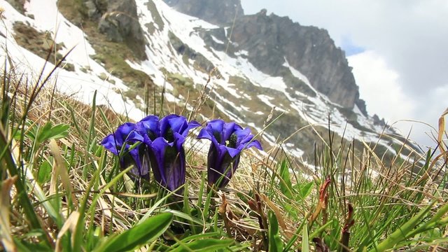 Enziane - Gentiana