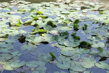 Fototapeten Teich- und Lotusblumen © vali_111