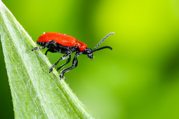 scarlet lily, lilioceris lilii