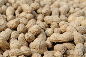 Fototapeta premium Peanuts background