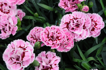 Beautiful carnation flowers