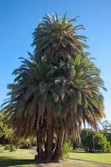 Velvet curtains Palm tree big palm tree against a blue sky