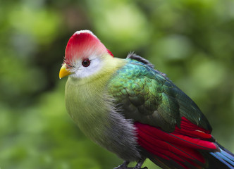Turaco de cresta roja