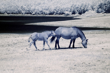 cavalli liberi paesaggio infrarosso