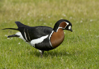 Red-breasted goose