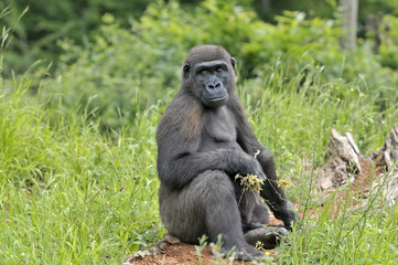 Jeune gorille " femelle"